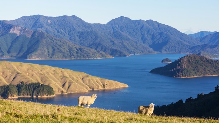 Reward and punishment for treatment of animals