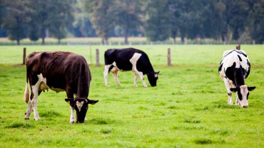 Animal Compassion in Islam