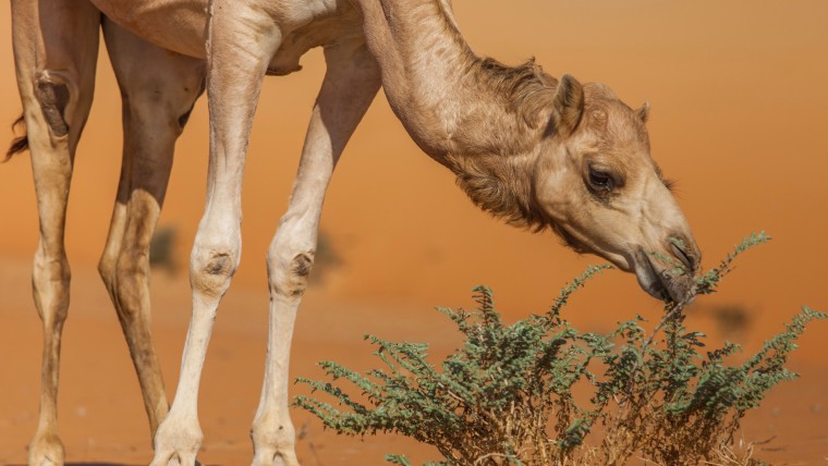 The Holy Quran and Animals