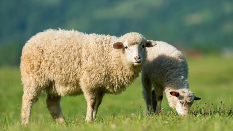 The Way of Our Father, Ibrahim