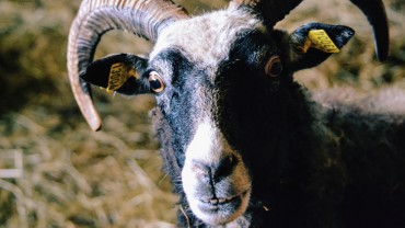 Is Your Qurbani/Udhiyyah Fit for Human Consumption